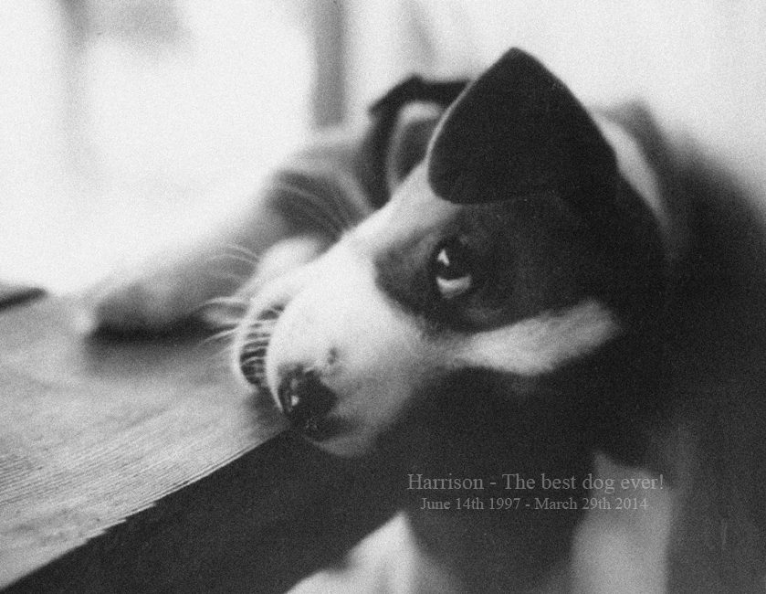 Harrison - Best Dog Ever 